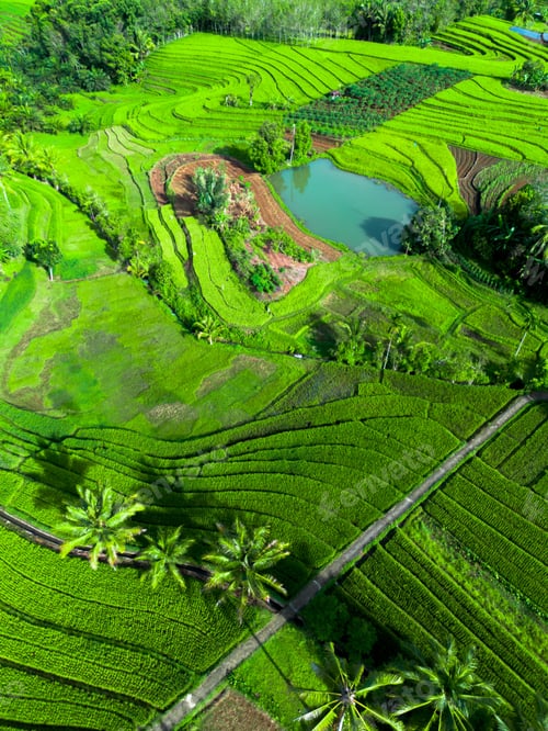 Preview: beautiful morning view indonesia panorama landscape paddy field
