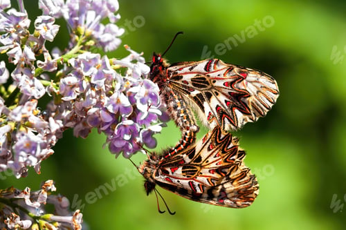 Preview: Two southern festoon mating on violet flower in summer nature