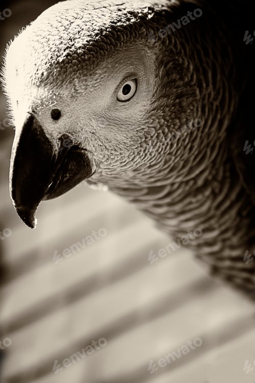 Preview: Close-up portrait of a gray parrot in black and white
