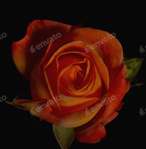 Preview: Roses Flowers On A Black Background There Is A Place For An Inscription