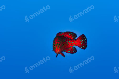 Preview: Red fish swimming in blue ocean water tropical under water. Fishes in underwater wild animal world