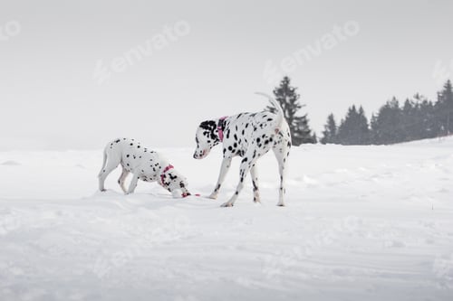 Vorschau: Spielende dalmatinische Hunde, weißer Hintergrund