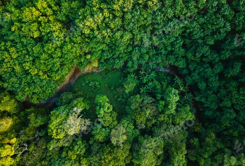 Preview: Aerial top view of green trees in forest and the stream,Sustainable Nature Conservation