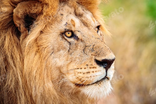 Preview: Closeup shot of a lion in Serengeti, Tanzania with a blurred background