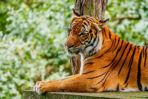 Preview: Striking Close-Up Portrait of a Majestic Tiger in Its Natural Habitat