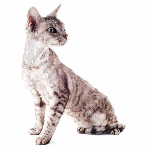 Preview: devon rex cat