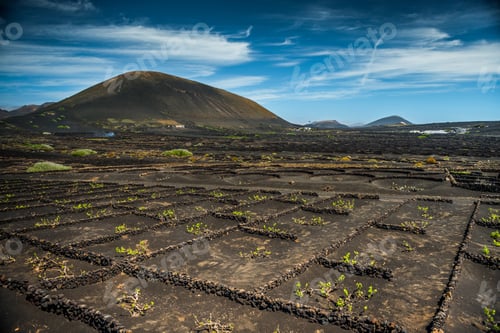 Preview: Vineyards in La Geria,