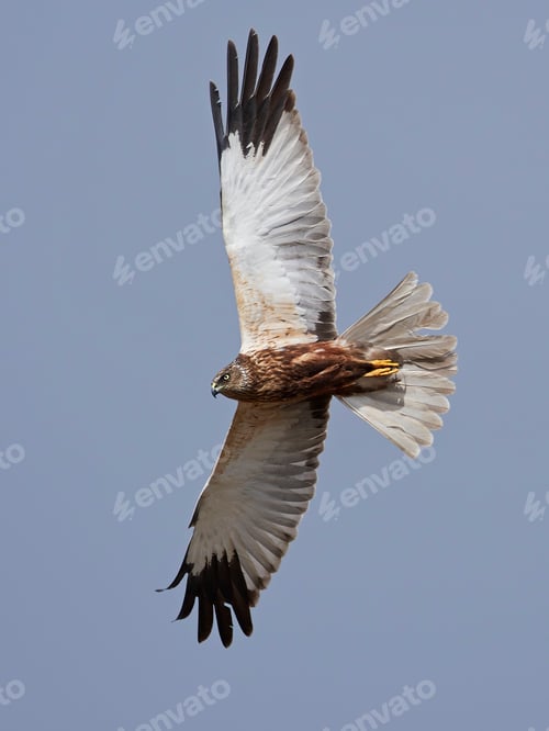 Preview: Western marsh harrier (Circus aeruginosus)