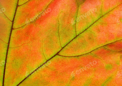 Preview: autumn leaf glowing in sunlight