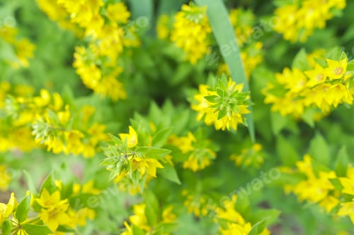 Preview: Yellow green floral background, texture. Lysimachia punctata plant flower