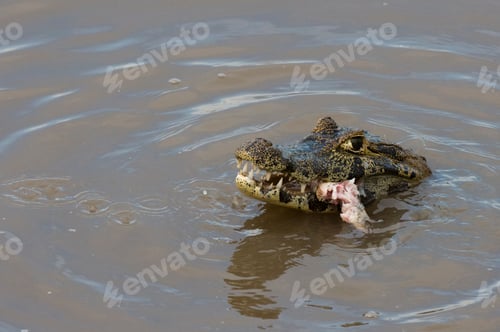 Preview: A crocodile feasting in muddy waters