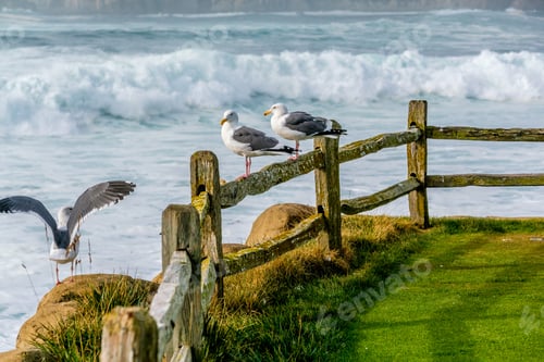 Preview: Seagull at USA Pacific coast
