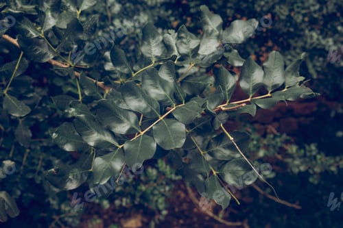 Preview: Green leaves of tree in park