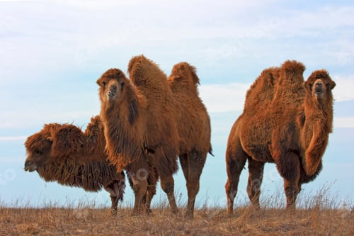 Preview: Bactrian camels (Camelus bactrianus