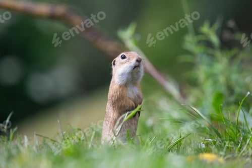 Preview: Funny ground squirrel