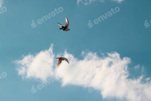 Preview: Gulls flying in the sky