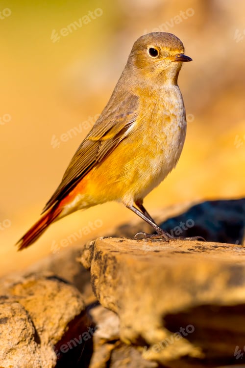 Preview: Female Redstart, Mediterranean Forest, Spain