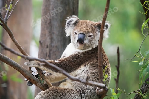 Preview: Koala in a tree