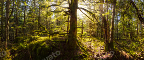 Preview: Canadian Rain Forest with Trail