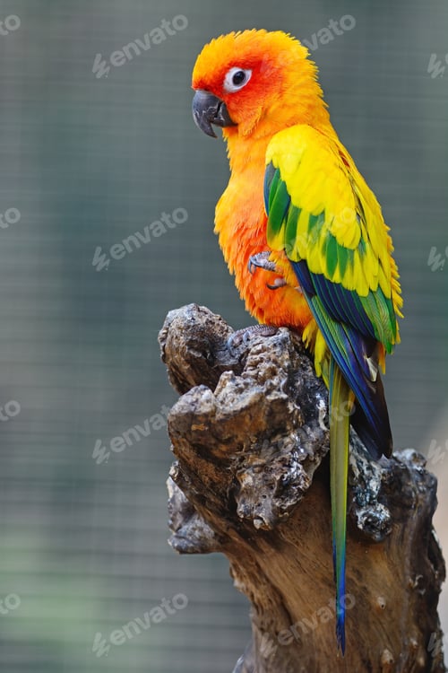 Preview: Sun Conure