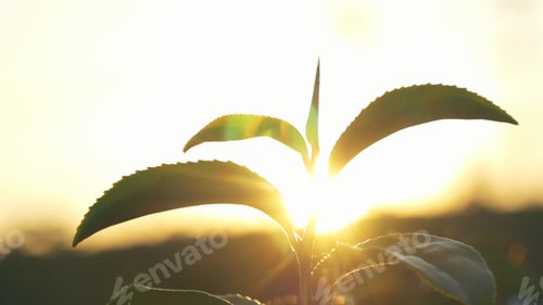 Preview: Green tea tree leaves field plant in camellia sinensis organic farm. Close up Tree tea plantations