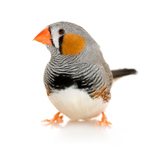 Preview: Zebra Finch - Taeniopygia guttata