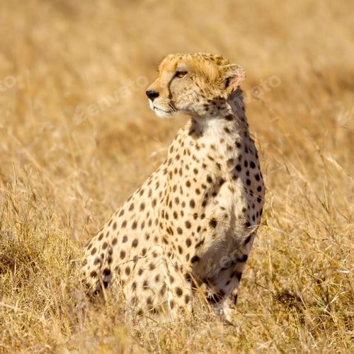Preview: cheetah Masai mara Kenya