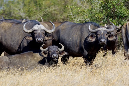 Preview: Wild African buffalo bull