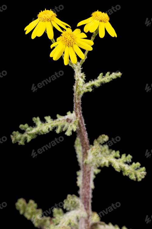 Preview: Yellow wildflower, isolated on black background
