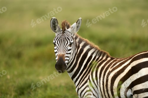 Preview: Wild zebra turning to look at camera in the savanna