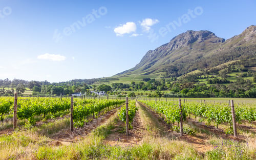 Preview: Hellshoogte Pass Vineyard