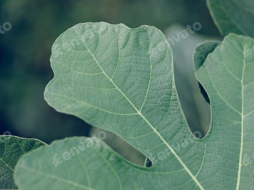 Preview: Closeup of green leaf with veins