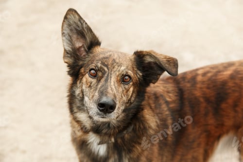 Preview: A mixed breed dog on a walk. Dog in the forest. Cute red dog