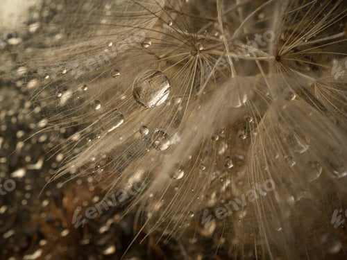 Preview: Abstract dandelion flower background, extreme closeup. Big dandelion on natural background. Art phot