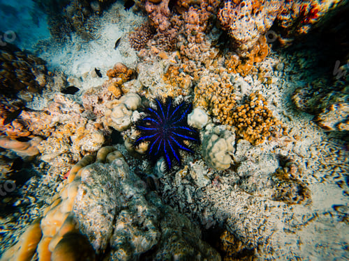 Preview: starfish crown of thorns among the chorales