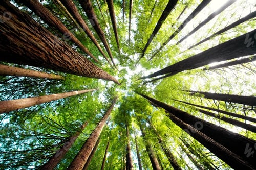 Preview: Low angle shot of a forest of high green trees in the sunlight