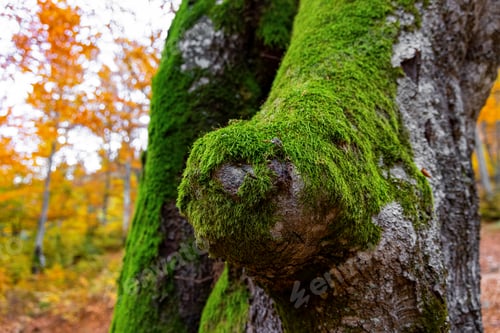 Preview: Moss on trees in a forest in Ukraine sheltered by leaves