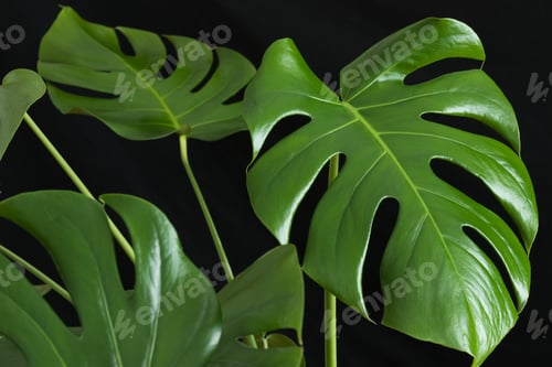 Preview: Monstera plant leaves on a black background.