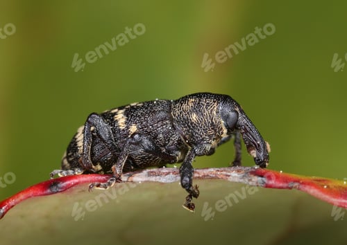 Preview: Large pine weebil beetle macro close-up