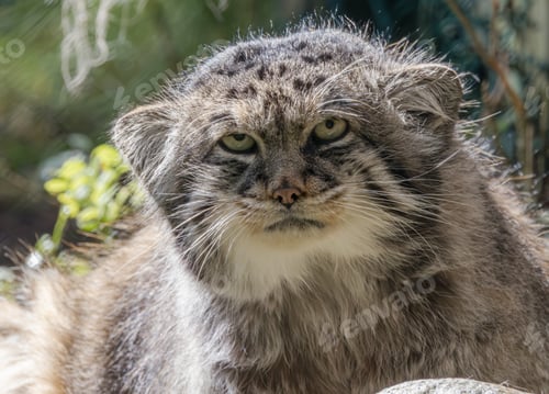 Preview: Pallas's cat (Otocolobus manul), also known as the manul