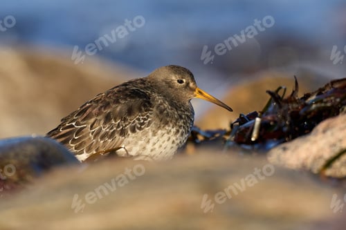 Preview: Purple sandpiper (Calidris maritima)
