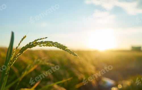 Preview: Detail of the rice plant at sunset in Valencia, with the plantation out of focus