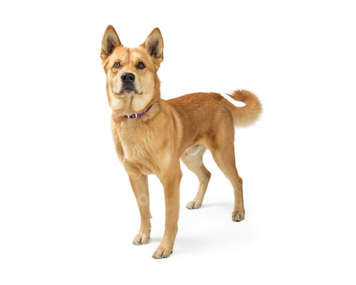 Preview: Friendly Attentive Large Mixed Breed Dog