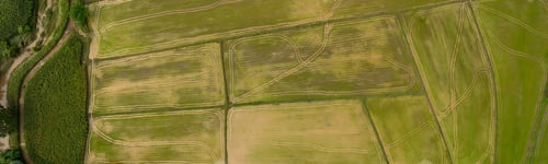 Preview: Aerial view top view Rice fields farm. Panorama Green rice baby paddy field plantation