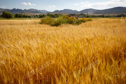 Preview: Farming. Wheat field in summer.