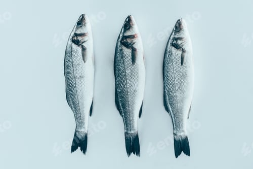 Preview: close-up view of raw fresh healthy sea bass fish isolated on grey