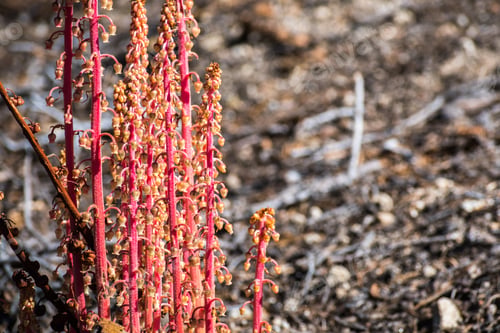 Preview: Wooodland pinedrops wildflowers