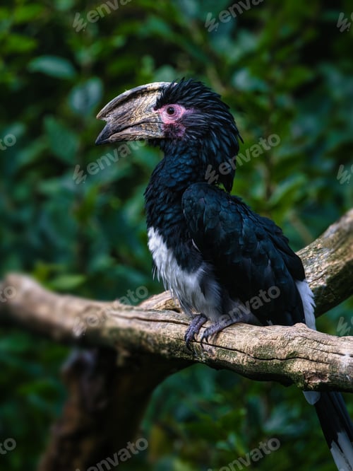 Preview: Trumpeter hornbill bird on a dry tree branch outdoors