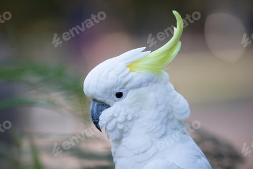 Preview: bird, cockatoo, pet, parrotsss