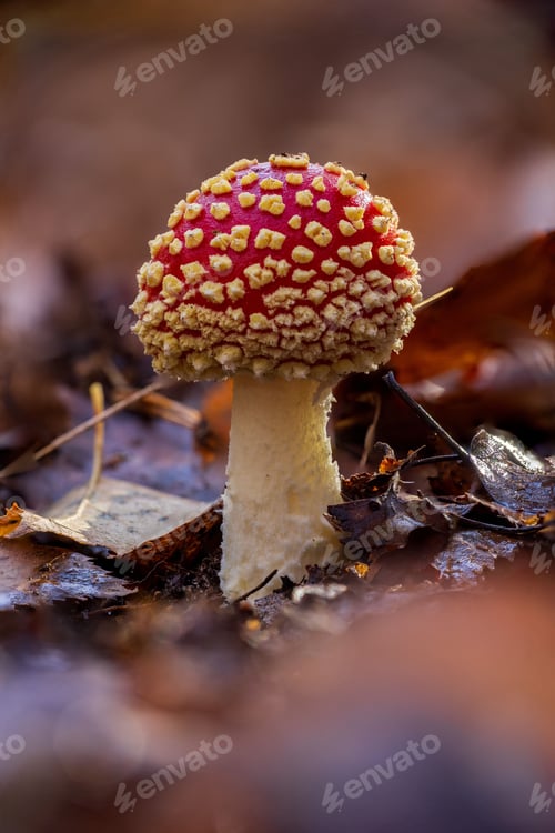 Preview: Red and White Spotted Mushroom in Forest